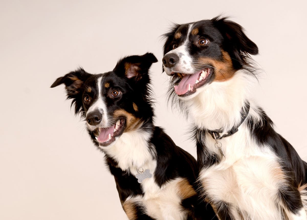 Collie sheep dogs posing smartly for their portrait photograph