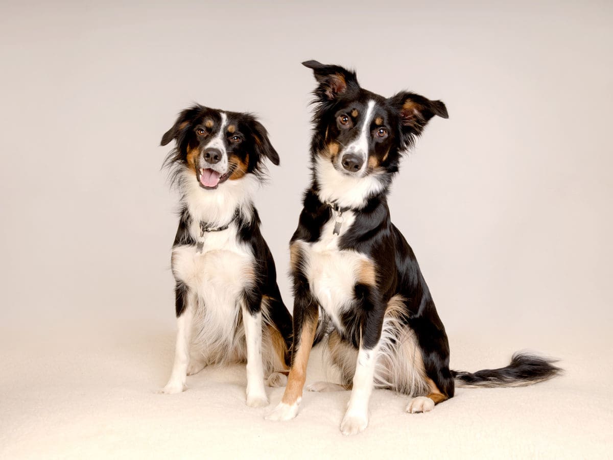 Two dogs sitting for their portrait photograph