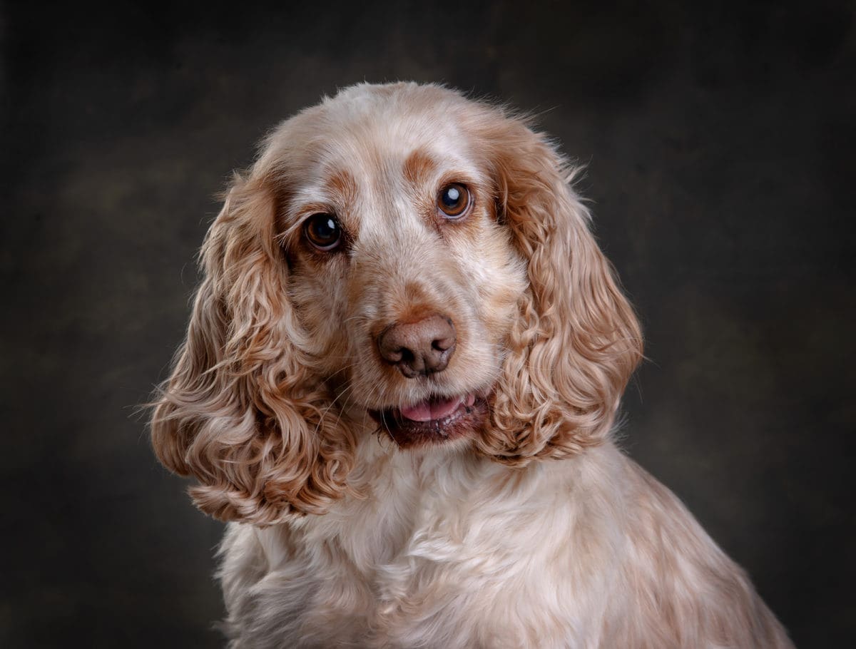 Spaniel portrait photo from a doggie photoshoot