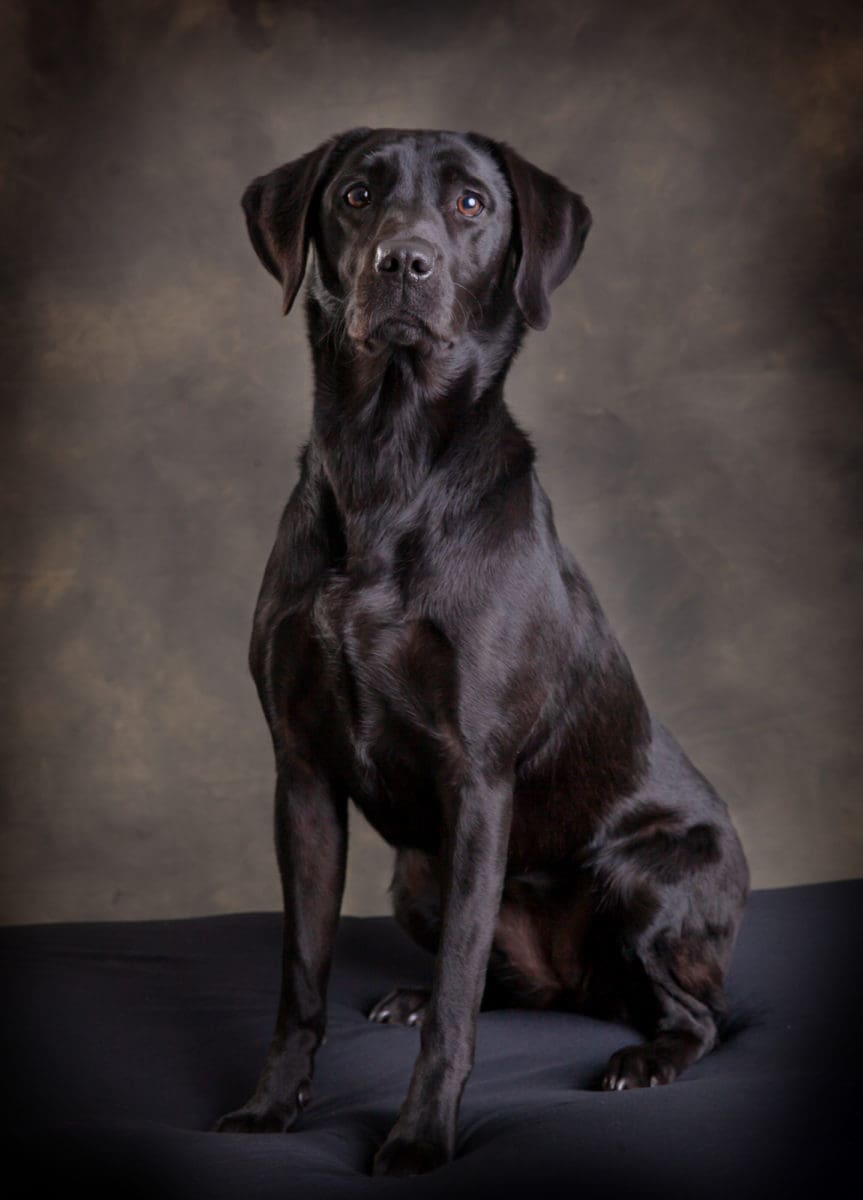 Black labrador portrait photograph from a dog photography session