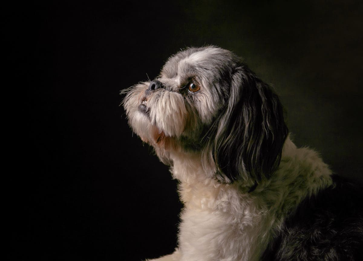 Dog profile portrait from a professional dog photoshoot