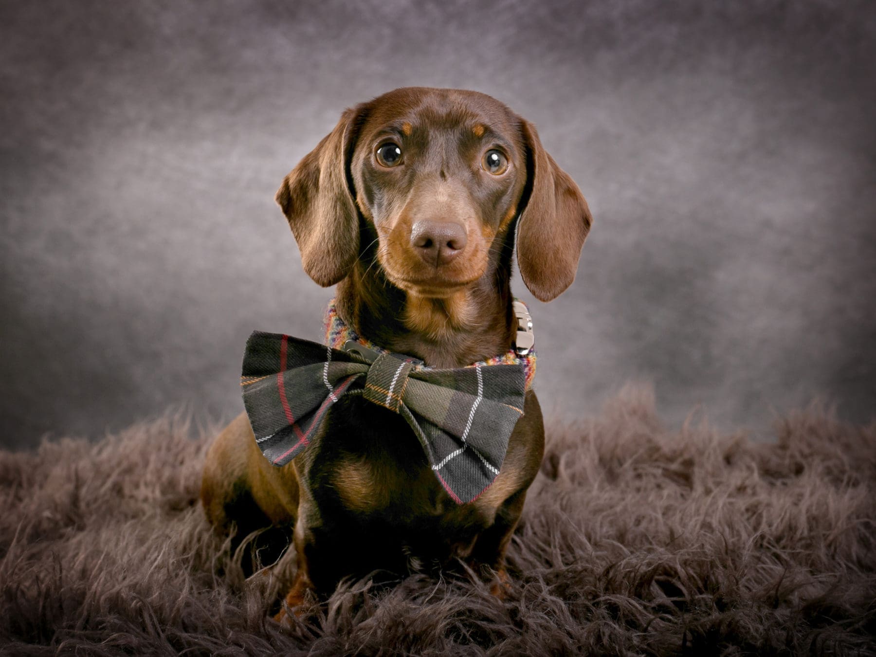 Cute dachshund in a smart bow tie for his professional dog portrait photoshoot