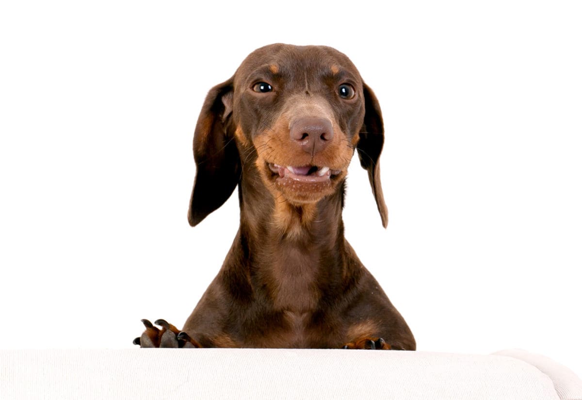 Smiling doggie portrait from a dog photography session