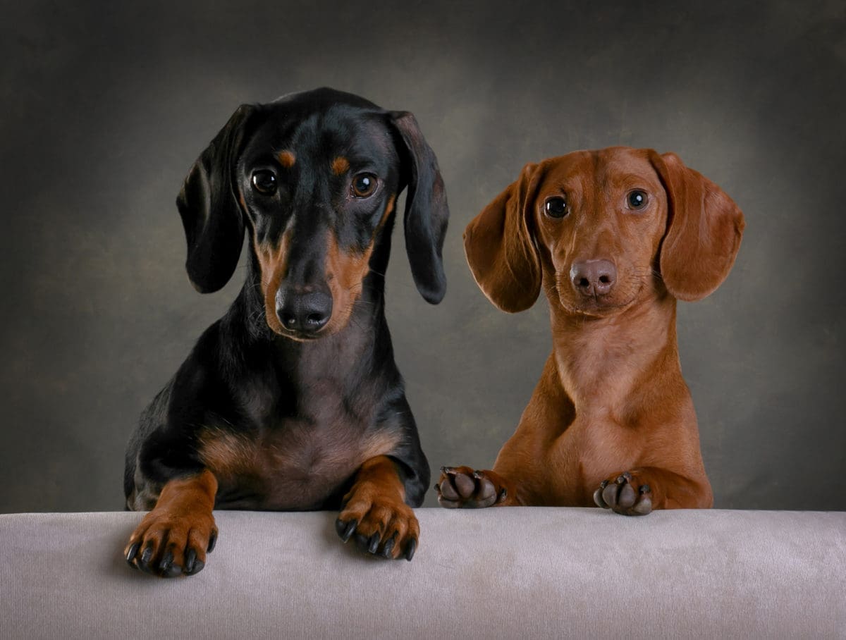 Professional dog portrait photograph