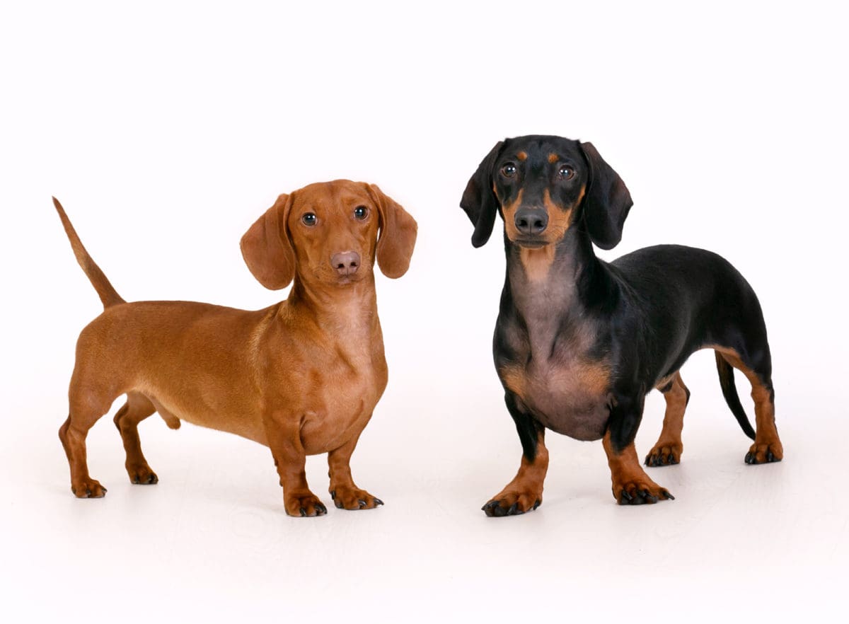 A pet portrait of two dachshunds from a dog photoshoot