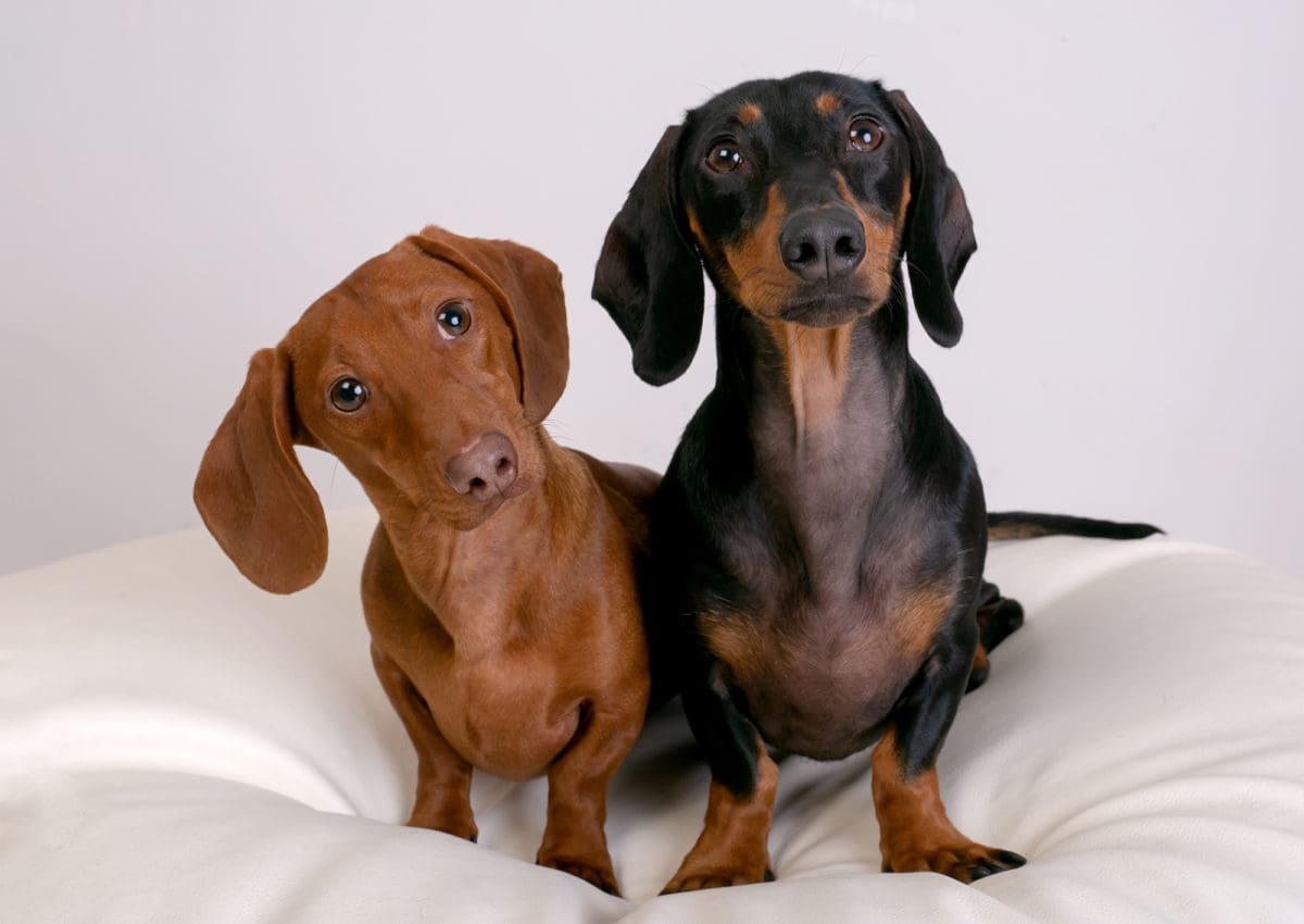 A pair of dachshund dogs from a professional dog photoshoot