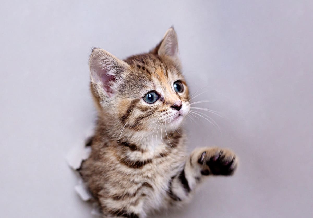 Playful portrait of kitten from a cat pet photo session