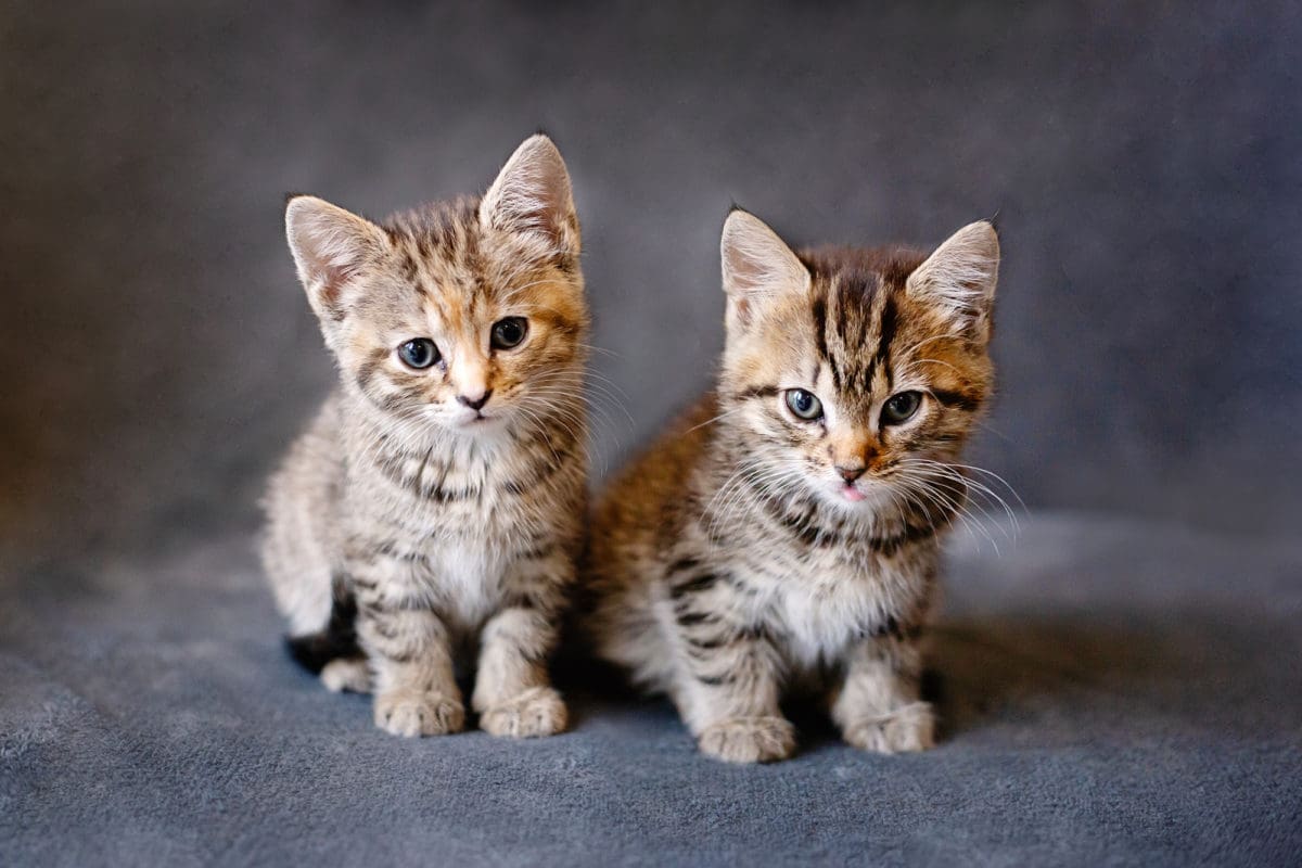 Photographic portrait of an adorable pair of kittens