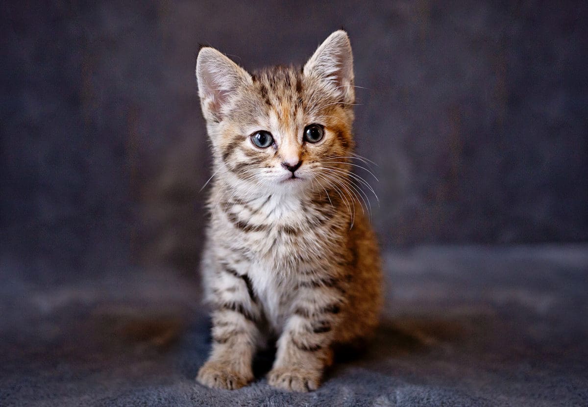 Cute kitten pet portrait from pet photoshoot