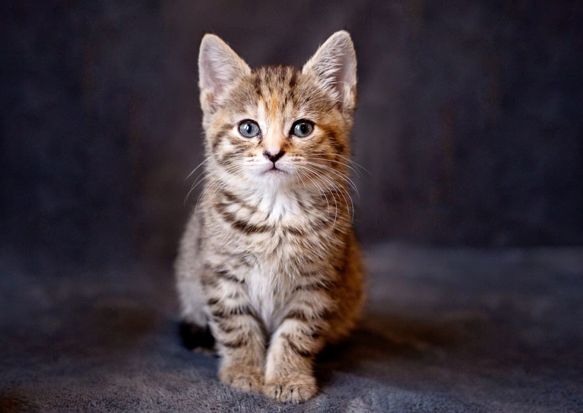 Cute kitten portrait from a cat photoshoot