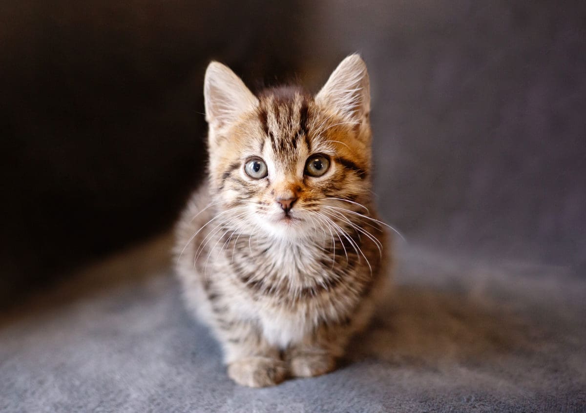 Kitten portrait from a cat photoshoot