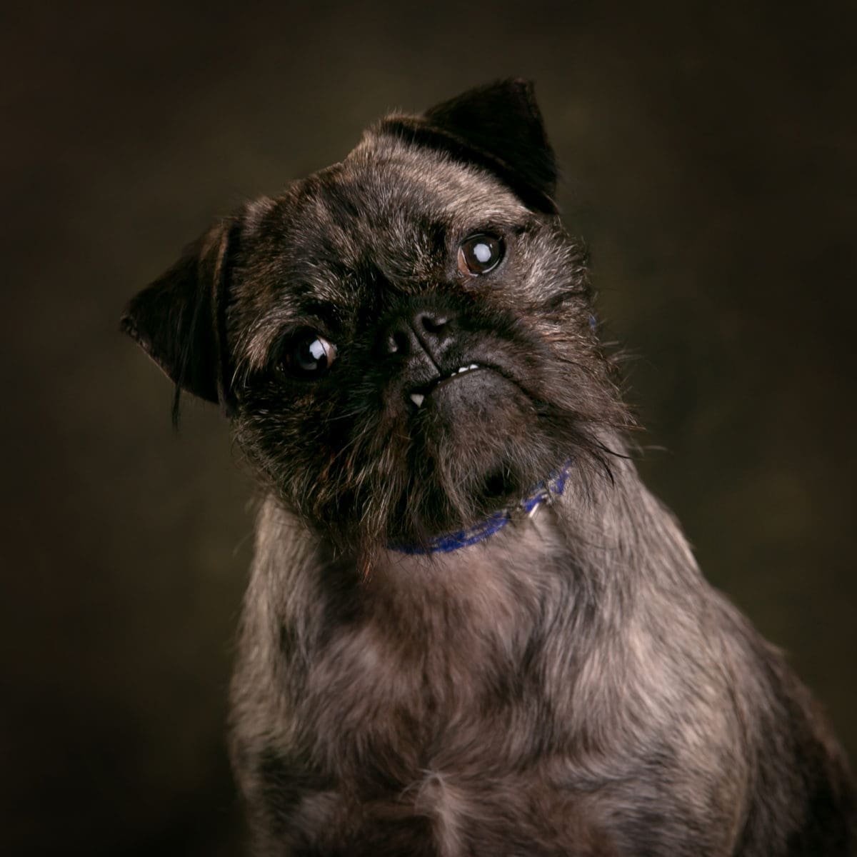 Adorable dog portrait photograph